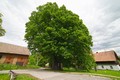 Bratrská lípa, foto Bořivoj Hájek