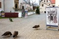 Historické pohlednice z pardubického zámku