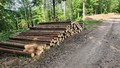 Kraj podpoří další vlastníky lesů pro těžbu kůrovcového dřeva