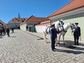 24spřežení bude dlouhé od koní až po kočár