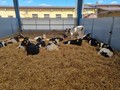 Zemědělská společnost v Ostřetíně se může pochlubit vysokou mléčnou produkcí
