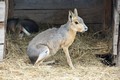 Nedaleko Vysokého Mýta vzniká zoologická zahrada.