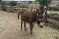 Nedaleko Vysokého Mýta vzniká zoologická zahrada.