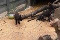 Nedaleko Vysokého Mýta vzniká zoologická zahrada.