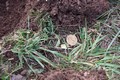 mince nalezená při dohledávce archeologů