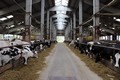 V Řetové produkují lépe stravitelné A2 mléko