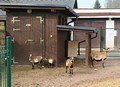 Klienti se starají i o domácí zvířata