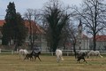 Vesele poskakující hříbata