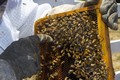 Pardubický kraj pomůže včelařům, když jejich včelstva zdecimuje mor nebo neznámá otrava