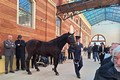 Kulturním dědictvím budou i postupy, které se předávaly z generace na generaci v pěstitelství, šlechtitelství či chovatelství