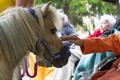CEDR: Na cestě k zotavení. Tentokrát za zvířaty