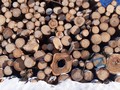 S koncem kůrovcové kalamity nadále pokračuje podpora vlastníků lesů